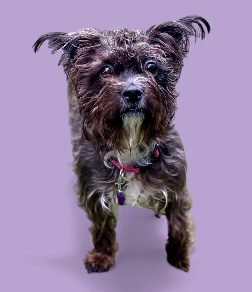 Enlarge Thistle, a ADOPTABLE mixed breed in Yonkers, NY image 2/2