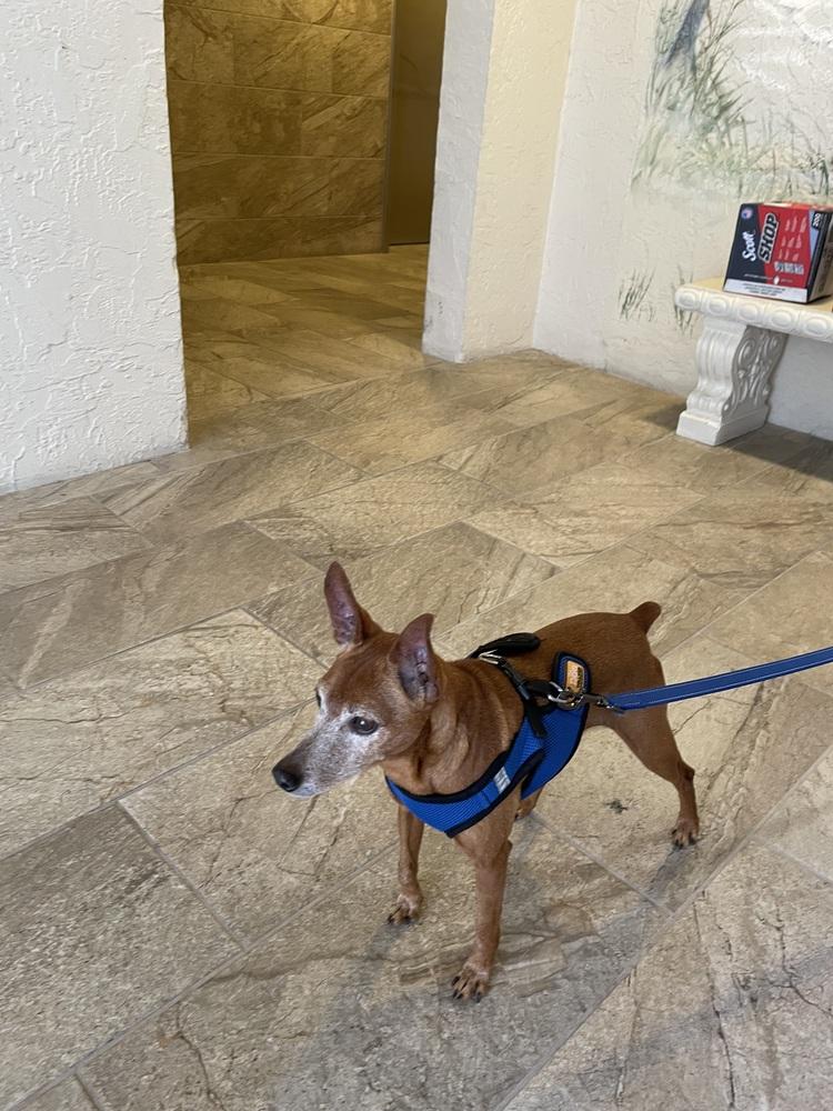 Rusty, Adoptable, Senior Male Miniature Pinscher.