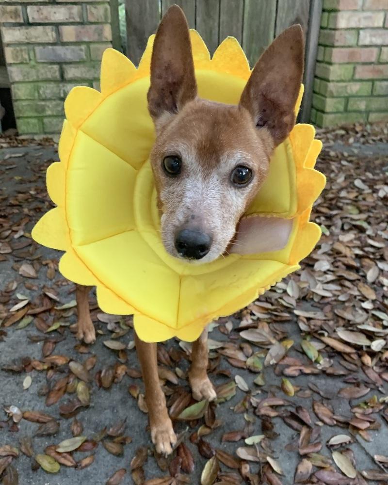 Enlarge Rusty, a Adoptable Miniature Pinscher in Melbourne Beach, FL image 2/4