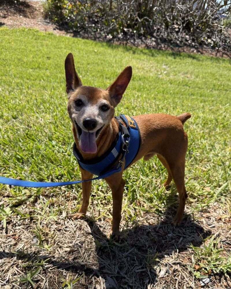Enlarge Rusty, a Adoptable Miniature Pinscher in Melbourne Beach, FL image 3/4