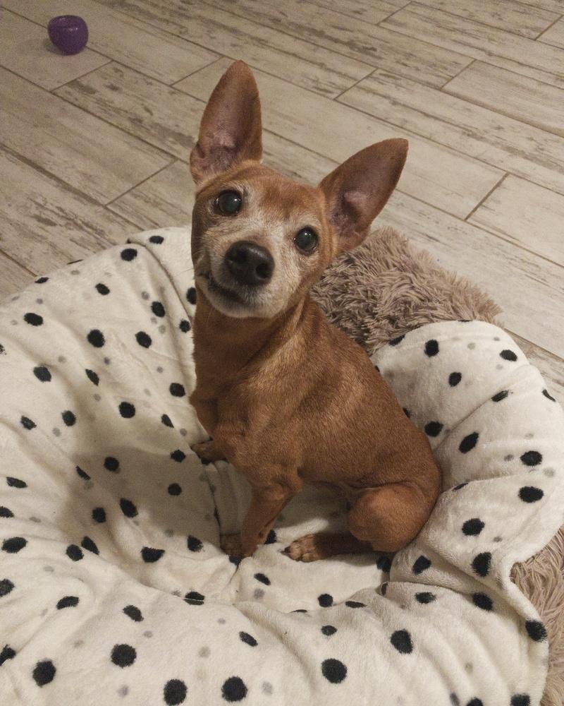 Rusty, Adoptable, Senior Male Miniature Pinscher.