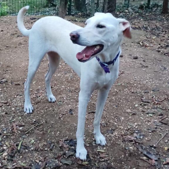 Abby, ADOPTABLE, Young Female Greyhound & Whippet.