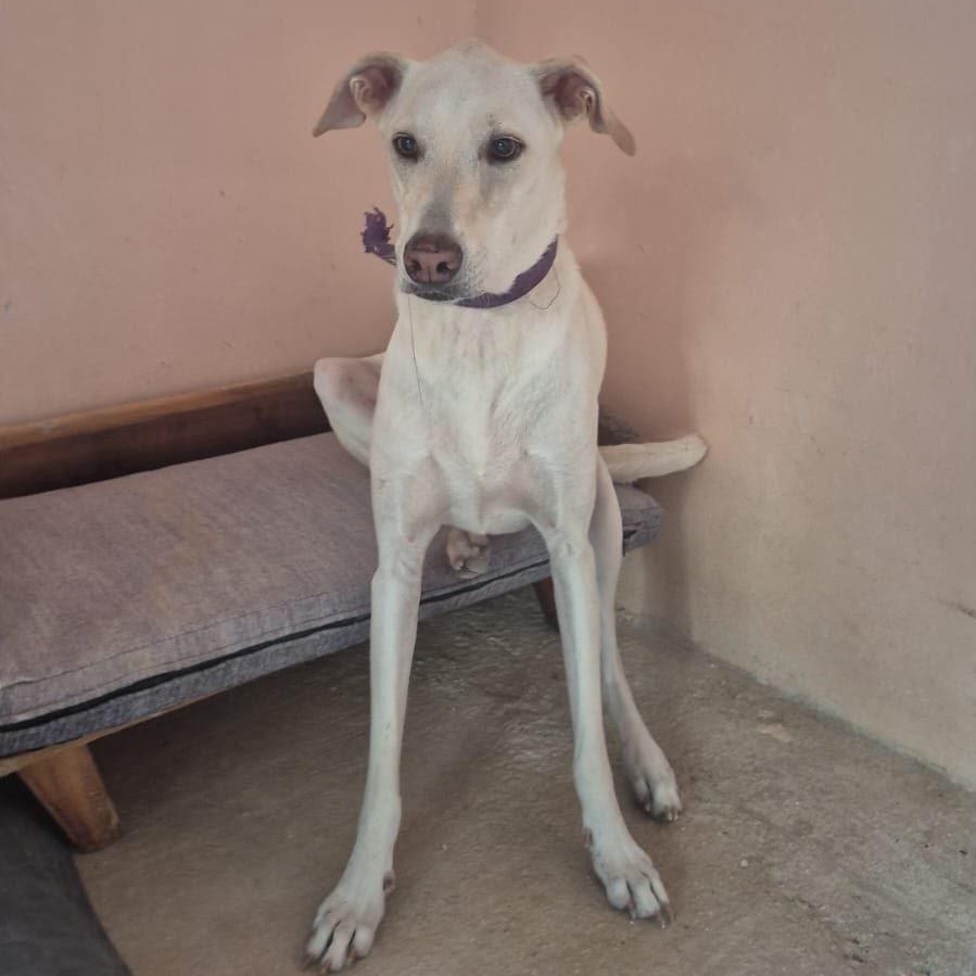 Abby, a ADOPTABLE mixed breed in New York, NY image 2/4