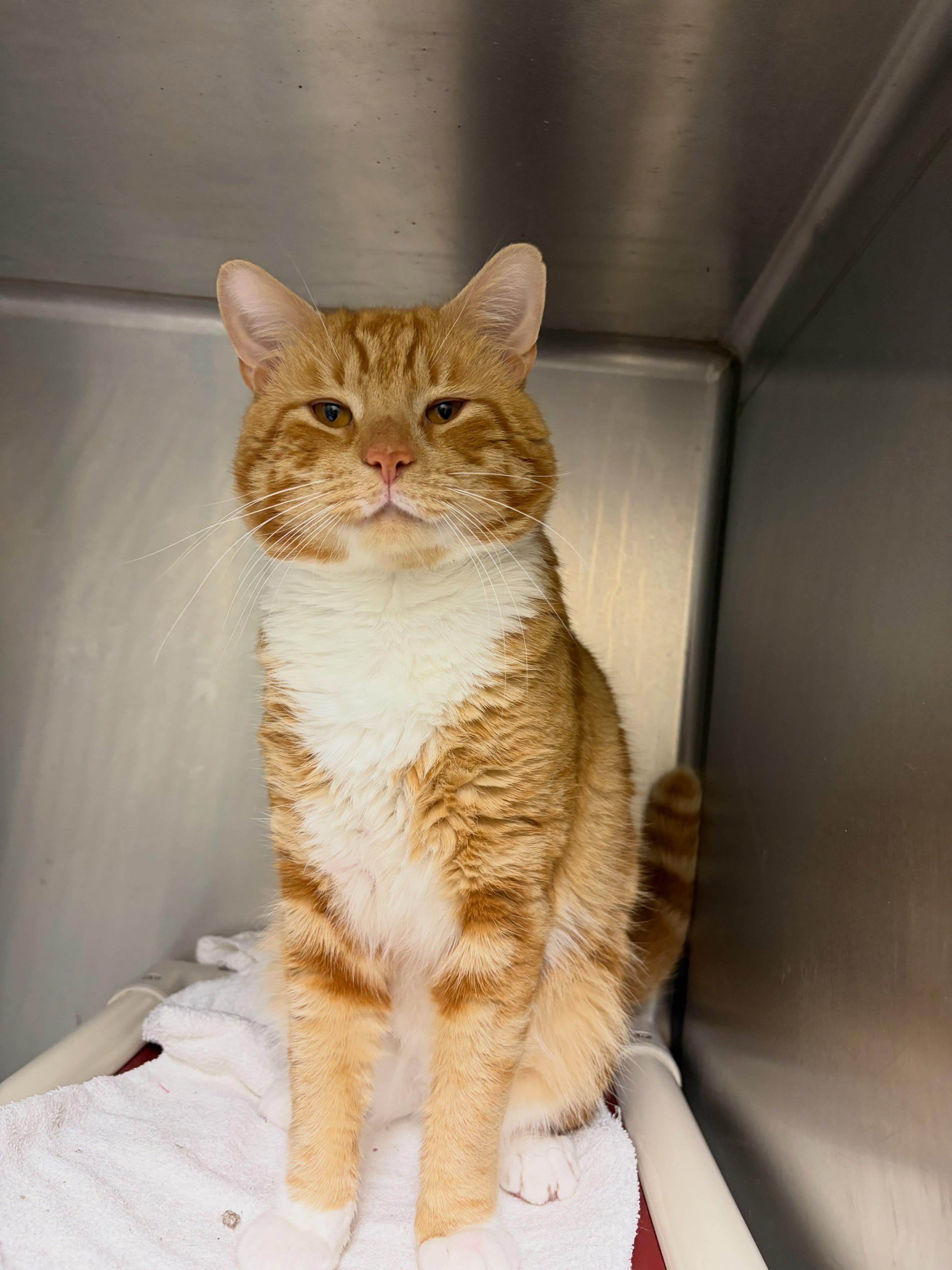 Garfield (indoor/outdoor), Adopted, Adult Male Domestic Short Hair & Tabby.