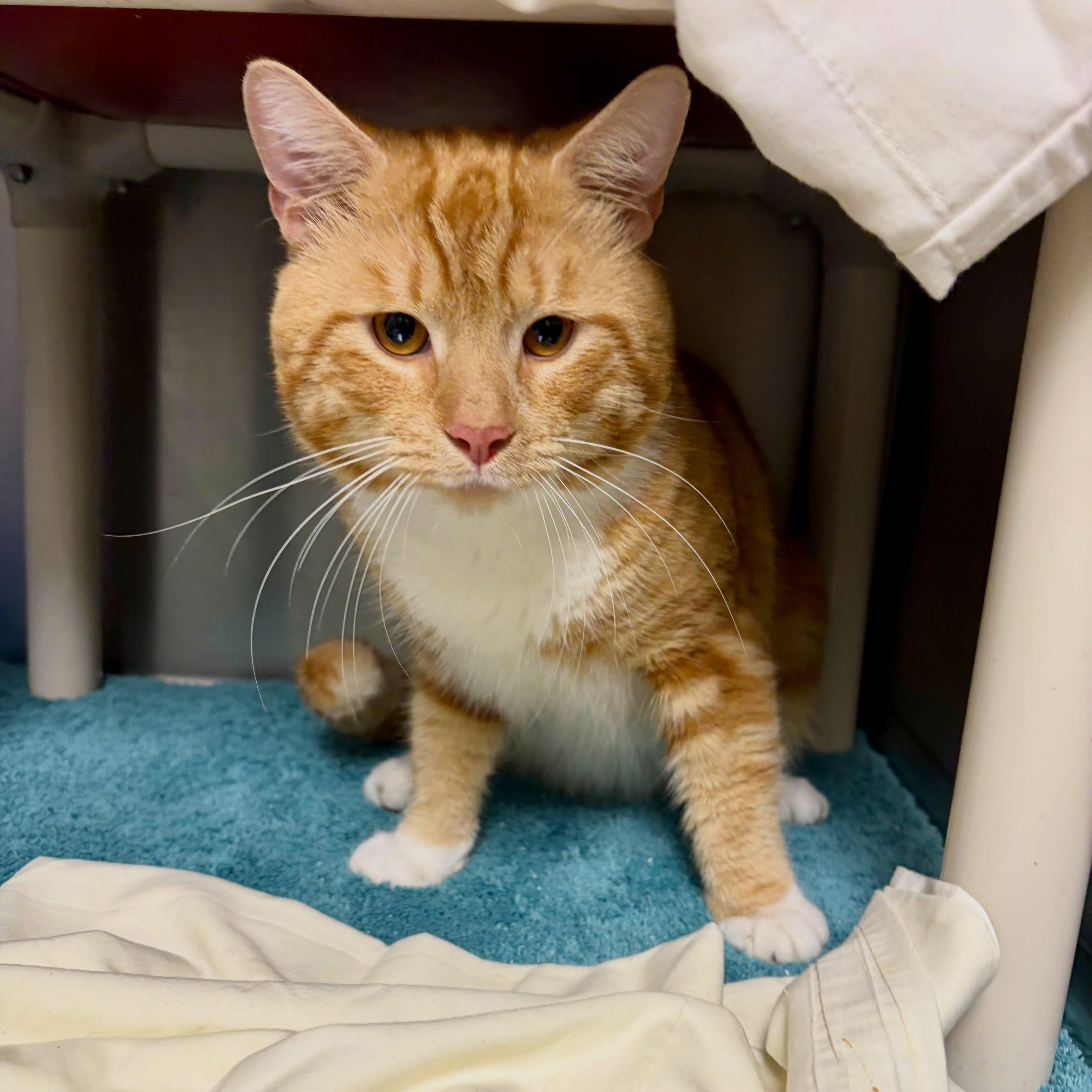 Enlarge Garfield (indoor/outdoor), a Adopted mixed breed in Mendham, NJ image 2/2