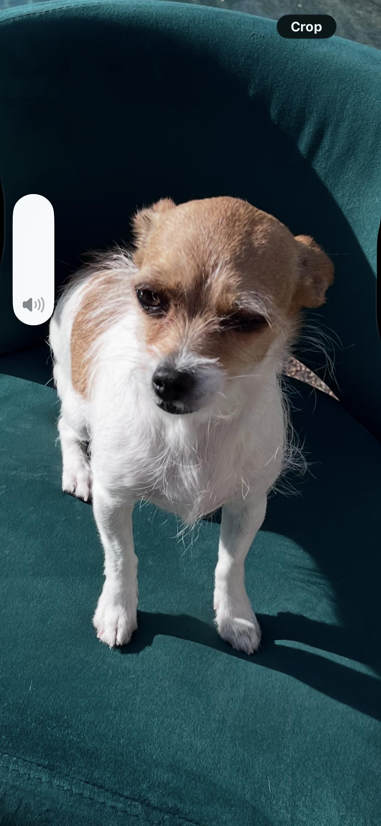 Enlarge Harriett , an adopted mixed breed in SCOTTSDALE, AZ image 1/3