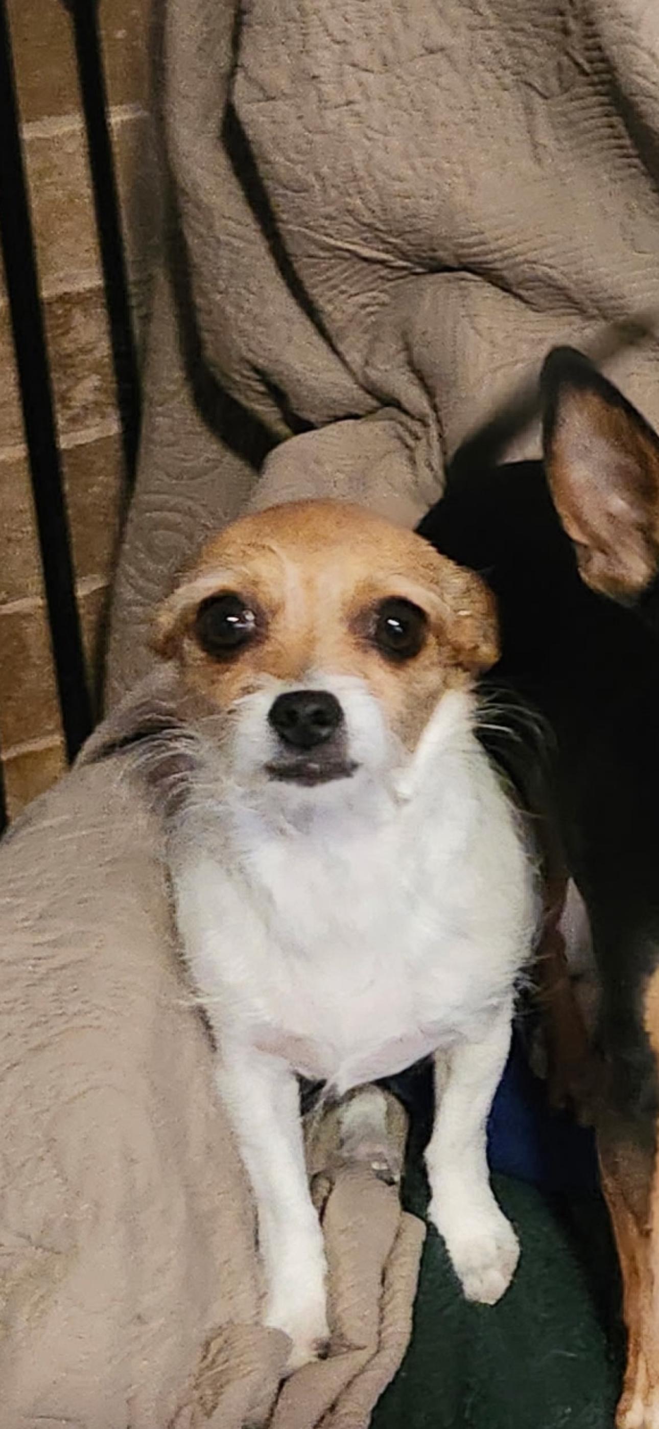 Enlarge Harriett , an adopted mixed breed in SCOTTSDALE, AZ image 2/3