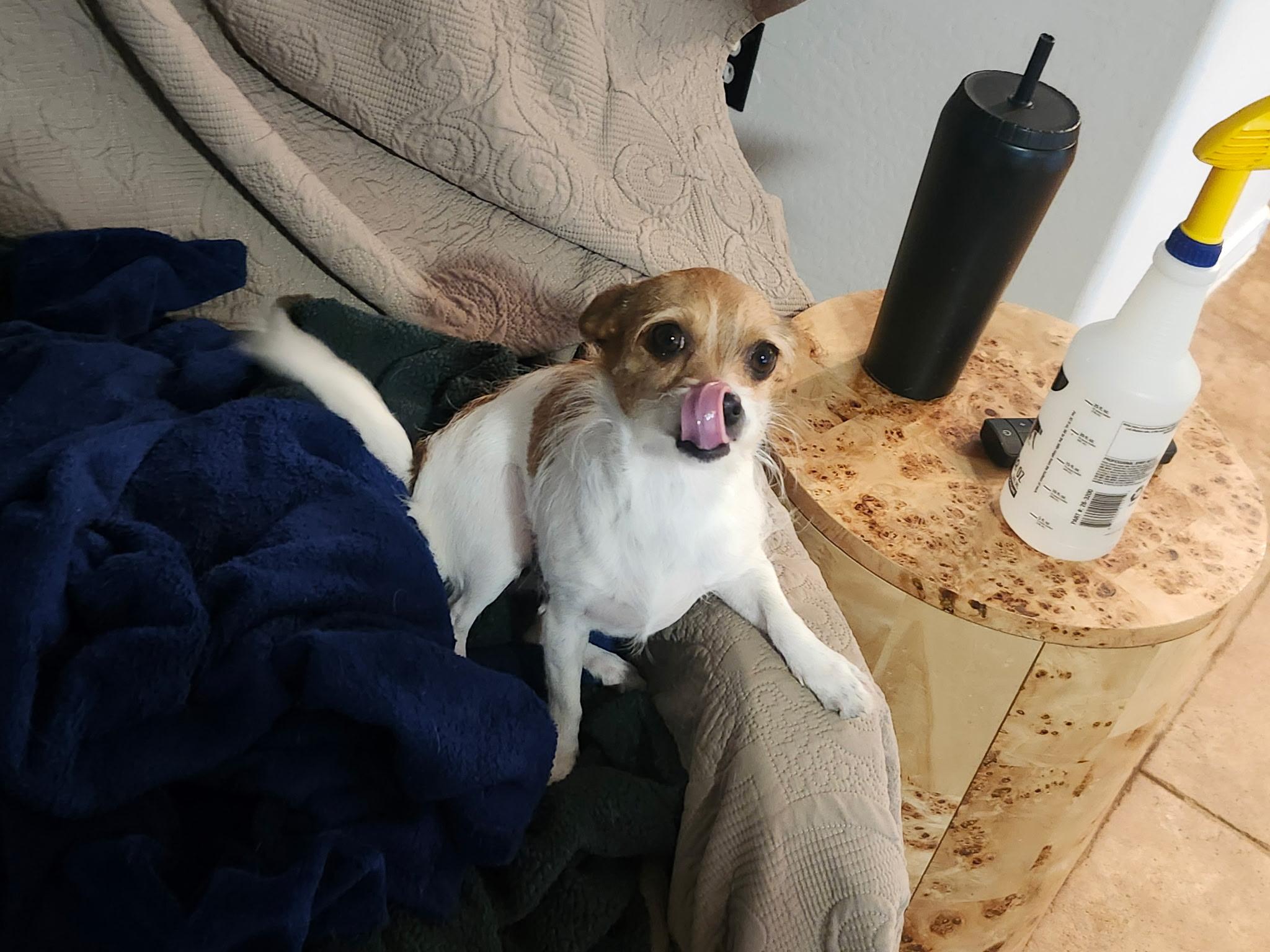 Enlarge Harriett , an adopted mixed breed in SCOTTSDALE, AZ image 3/3