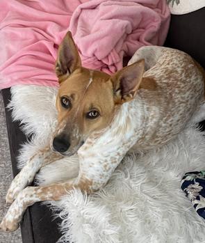 Mac, an adoptable Australian Cattle Dog / Blue Heeler in Amarillo, TX, 79105 | Photo Image 1