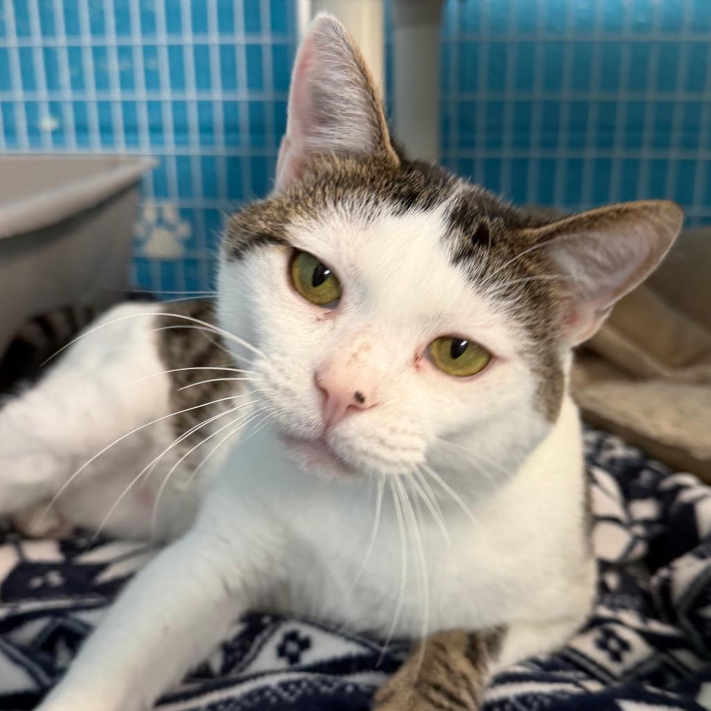 Enlarge Ice Cream Sandwich, a Adoptable Domestic Short Hair in Troy, VA image 1/2