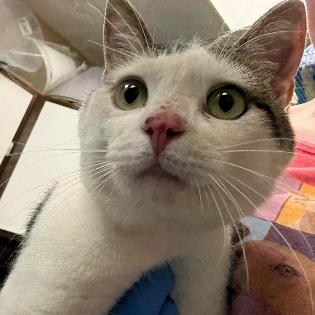 Enlarge Ice Cream Sandwich, a Adoptable Domestic Short Hair in Troy, VA image 2/2