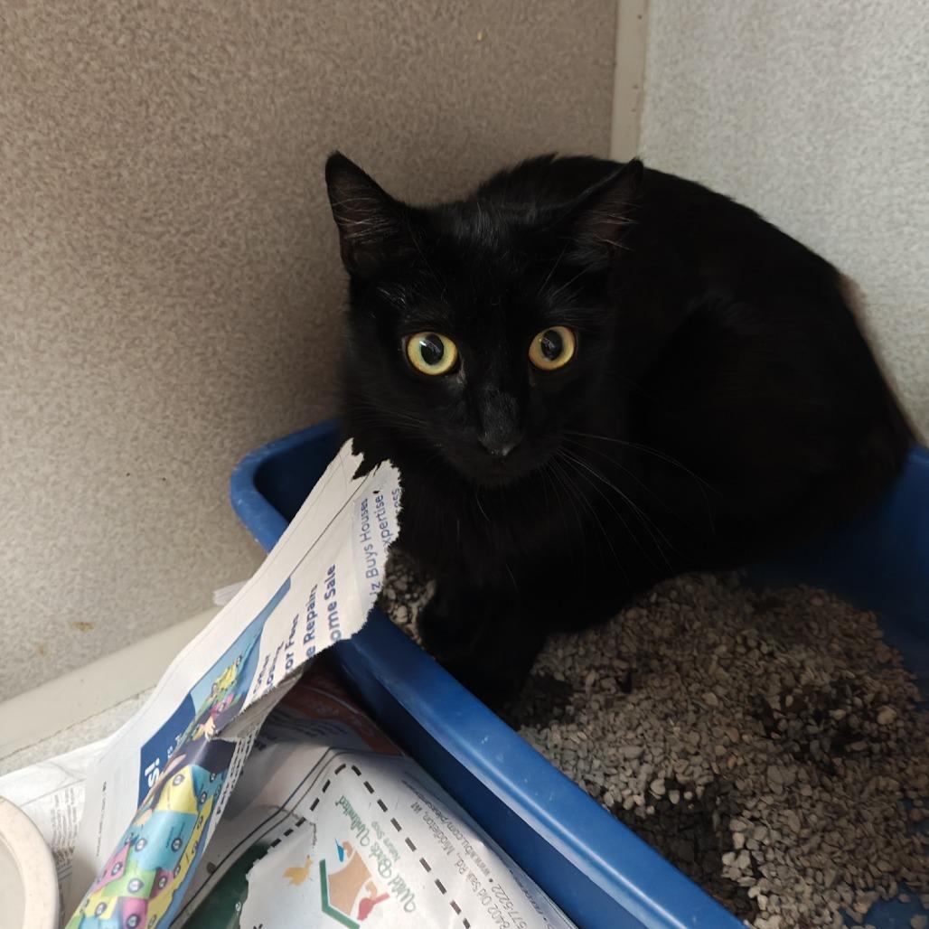 Josie, Adoptable, Young Female Domestic Short Hair.