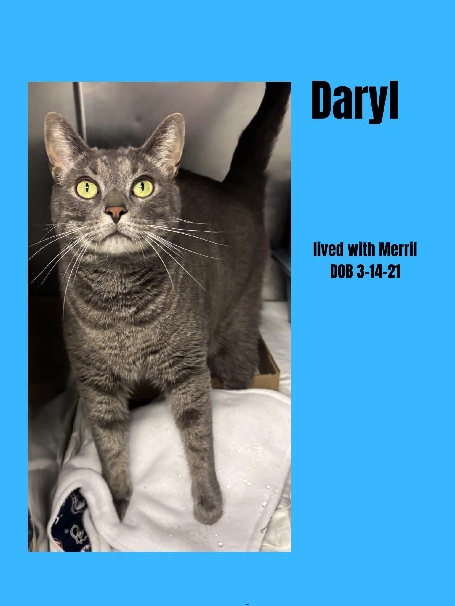 Daryl, adopted, Adult Male Domestic Short Hair.