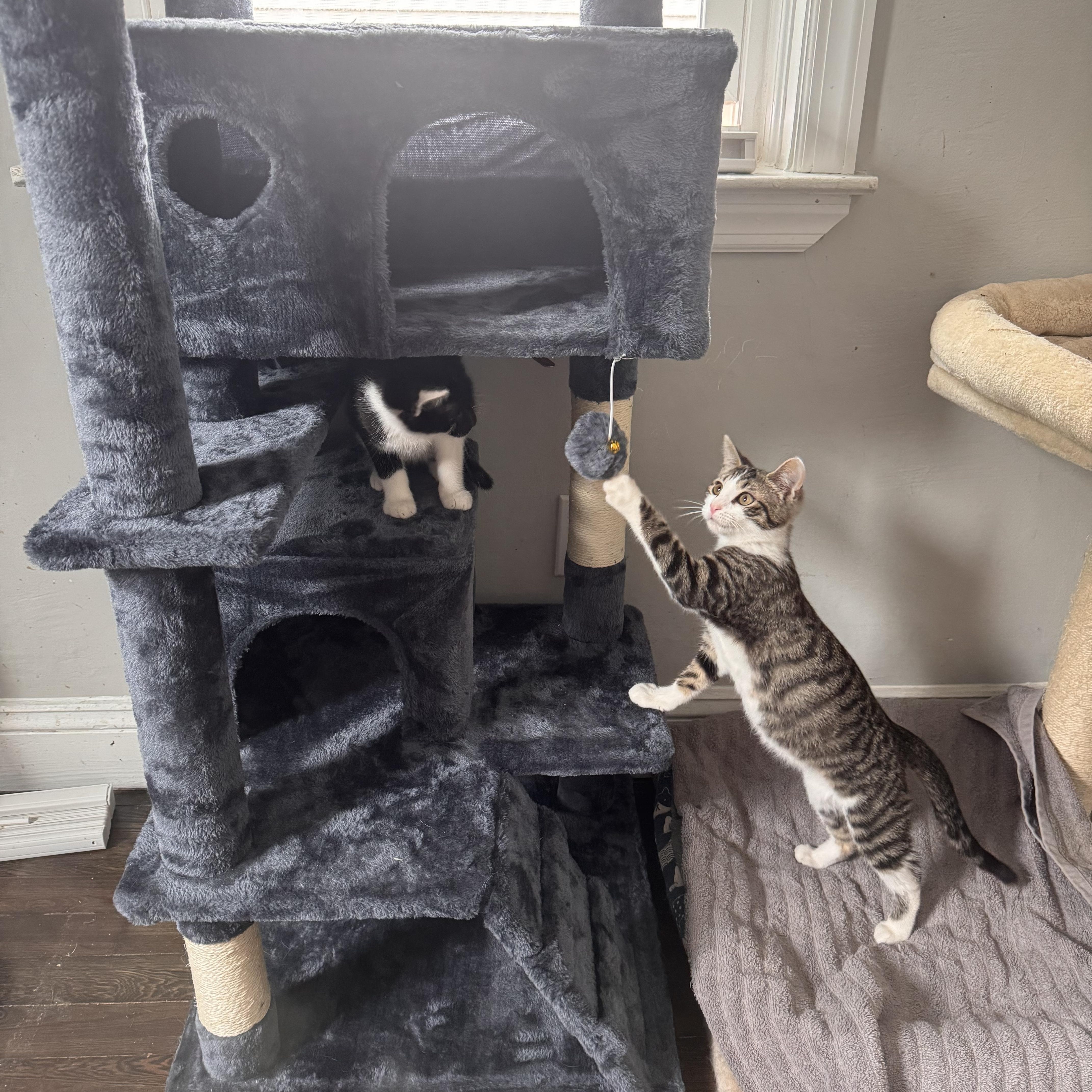 Alvin, a Adoptable Domestic Short Hair in Westville, NJ image 2/4
