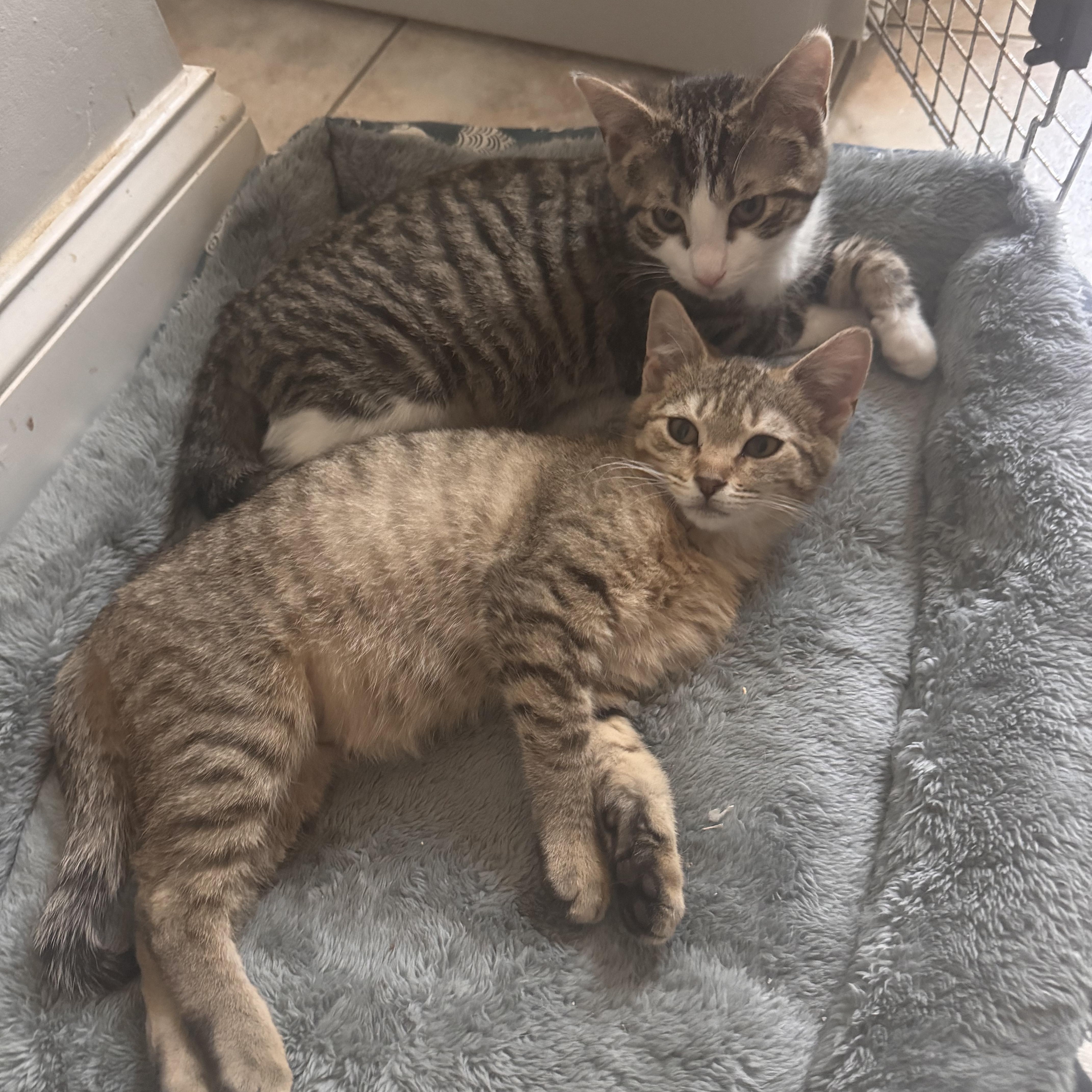 Alvin, a Adoptable Domestic Short Hair in Westville, NJ image 4/4