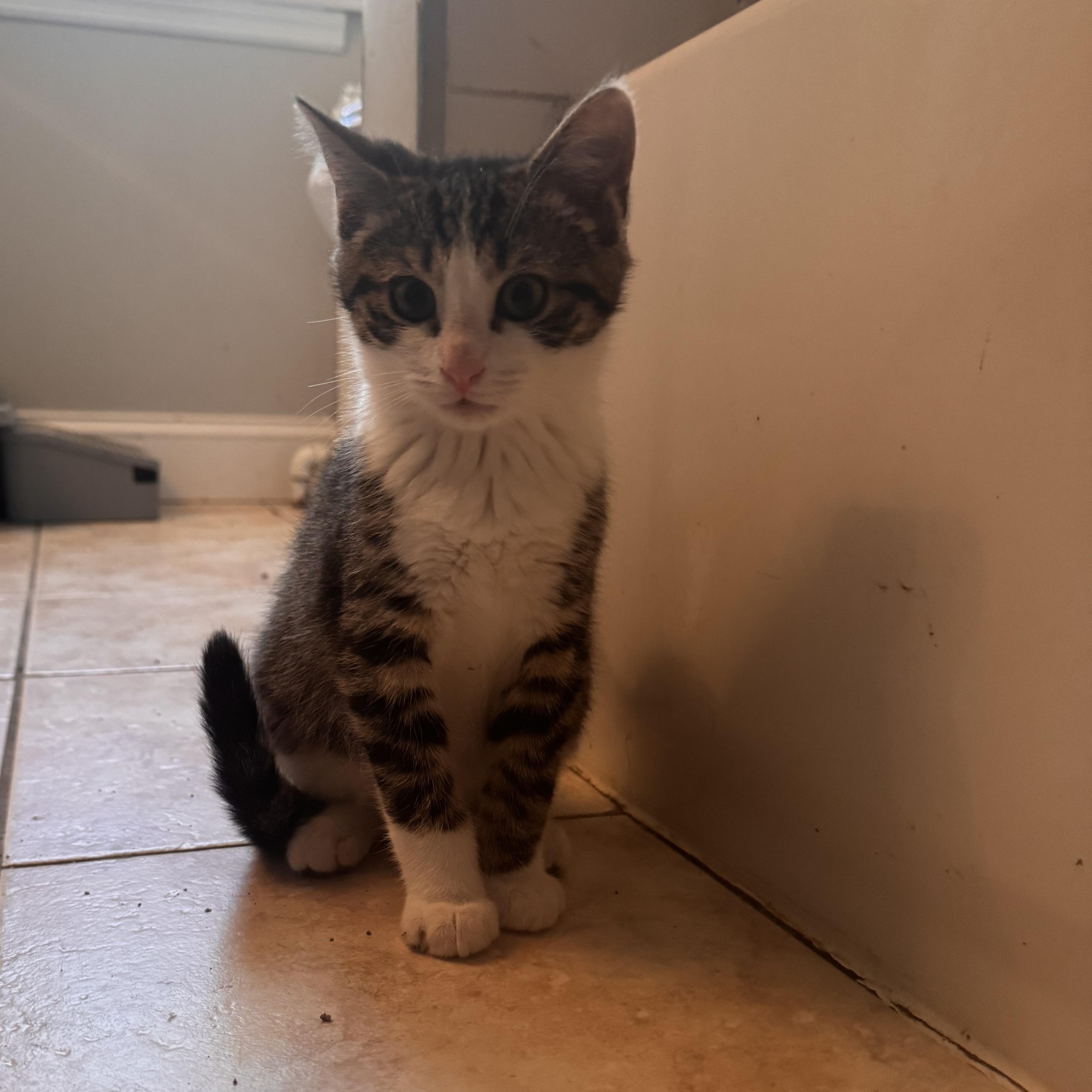 Alvin, a Adoptable Domestic Short Hair in Westville, NJ image 1/4