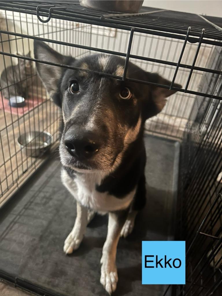 Ekko, Adoptable, Adult Male German Shepherd Dog & Husky.