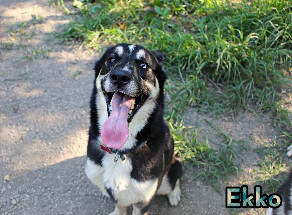 Enlarge Ekko, a Adoptable mixed breed in Indianapolis, IN image 1/5