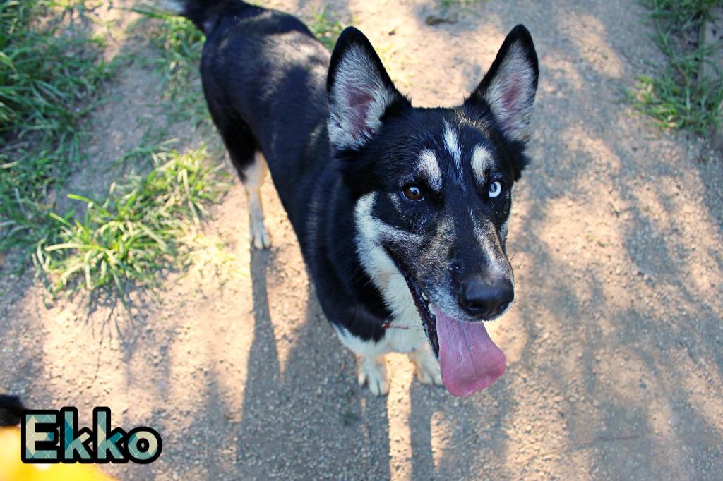 Enlarge Ekko, a Adoptable mixed breed in Indianapolis, IN image 4/5