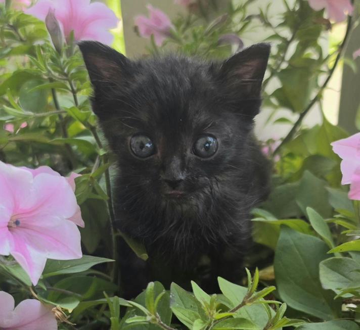 Enlarge Emmaline, a ADOPTABLE Domestic Short Hair in Johnson City, TN image 1/1