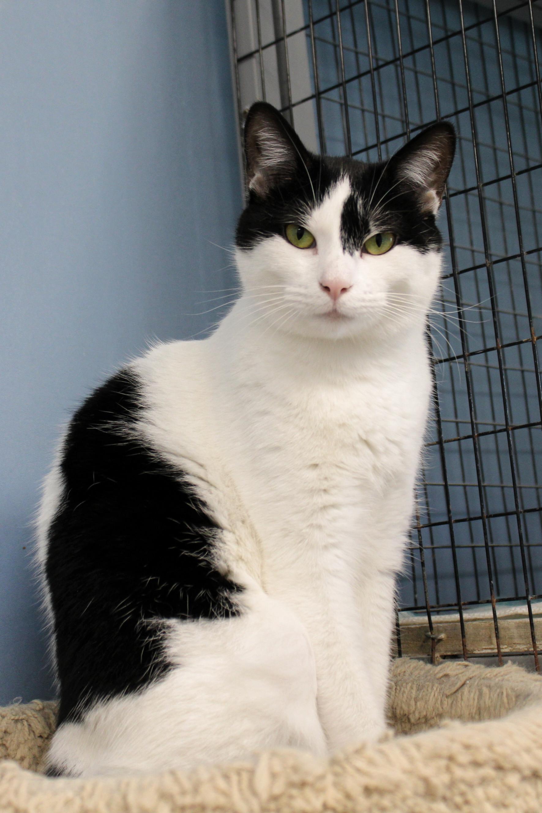 Maddie, a Adoptable Domestic Short Hair in Urbana, OH image 3/6