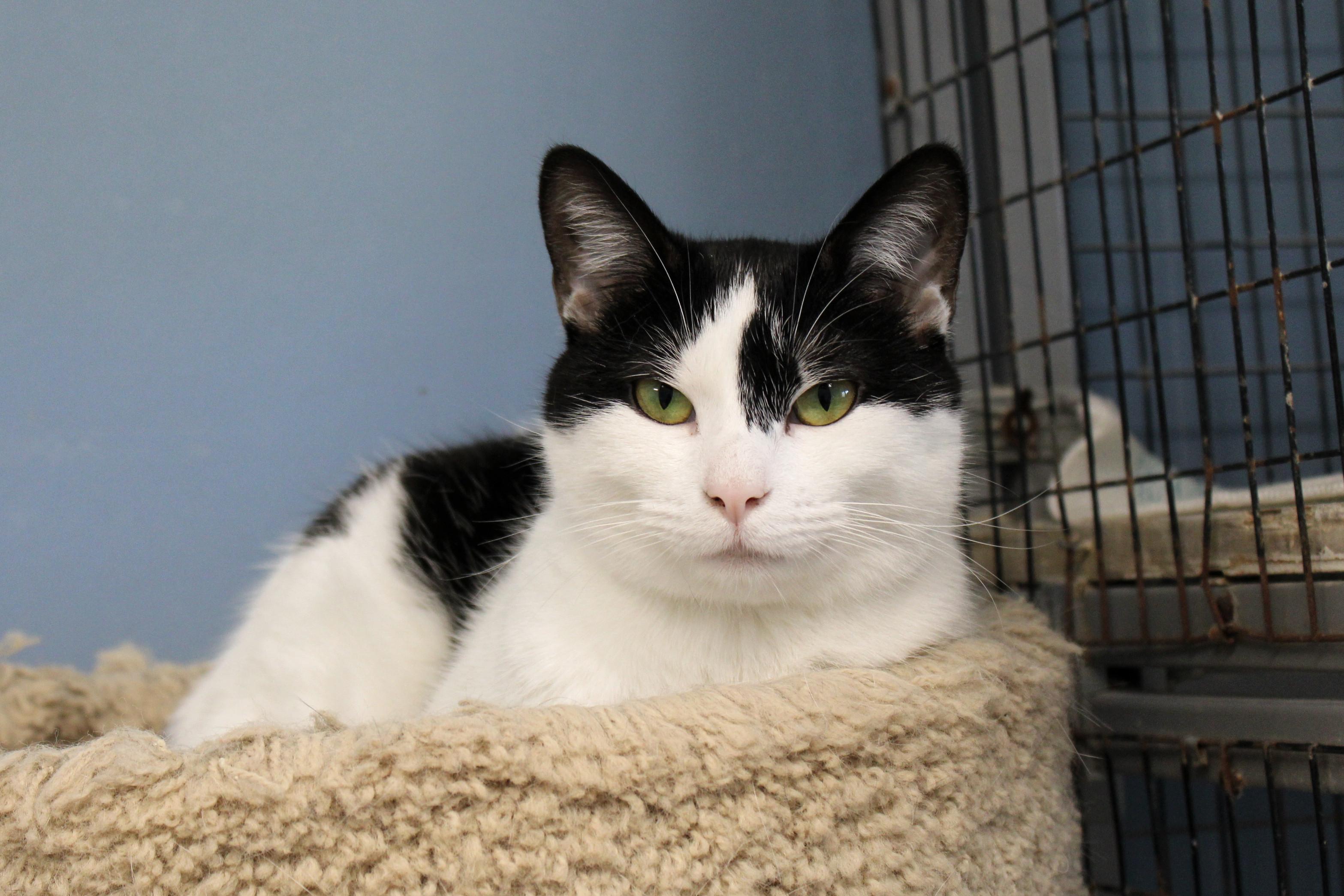 Maddie, a Adoptable Domestic Short Hair in Urbana, OH image 2/6