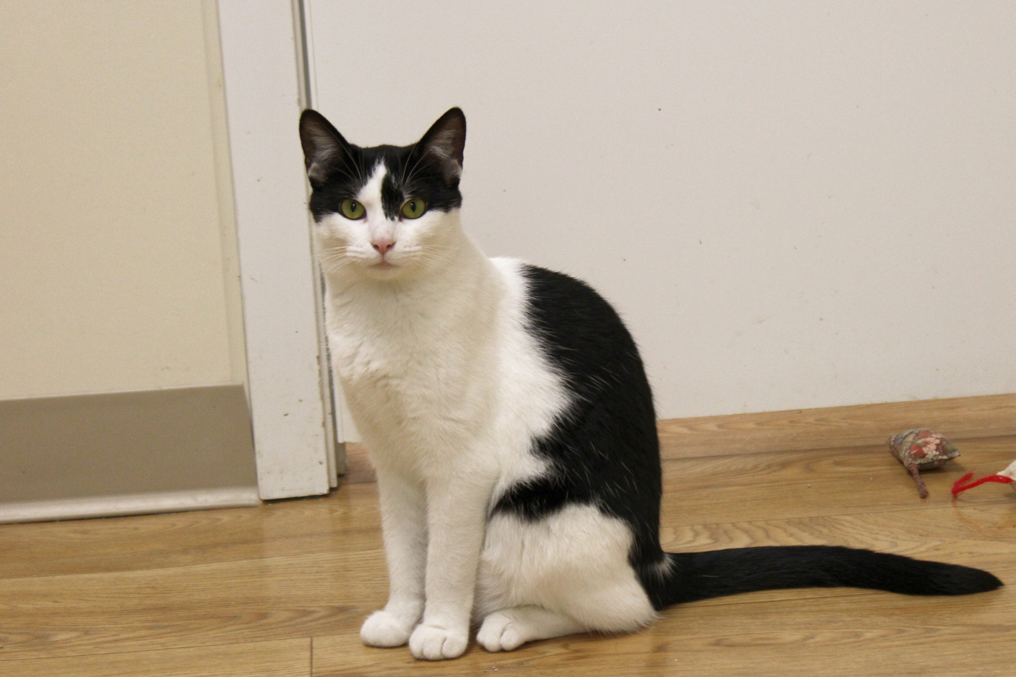 Maddie, a Adoptable Domestic Short Hair in Urbana, OH image 4/6