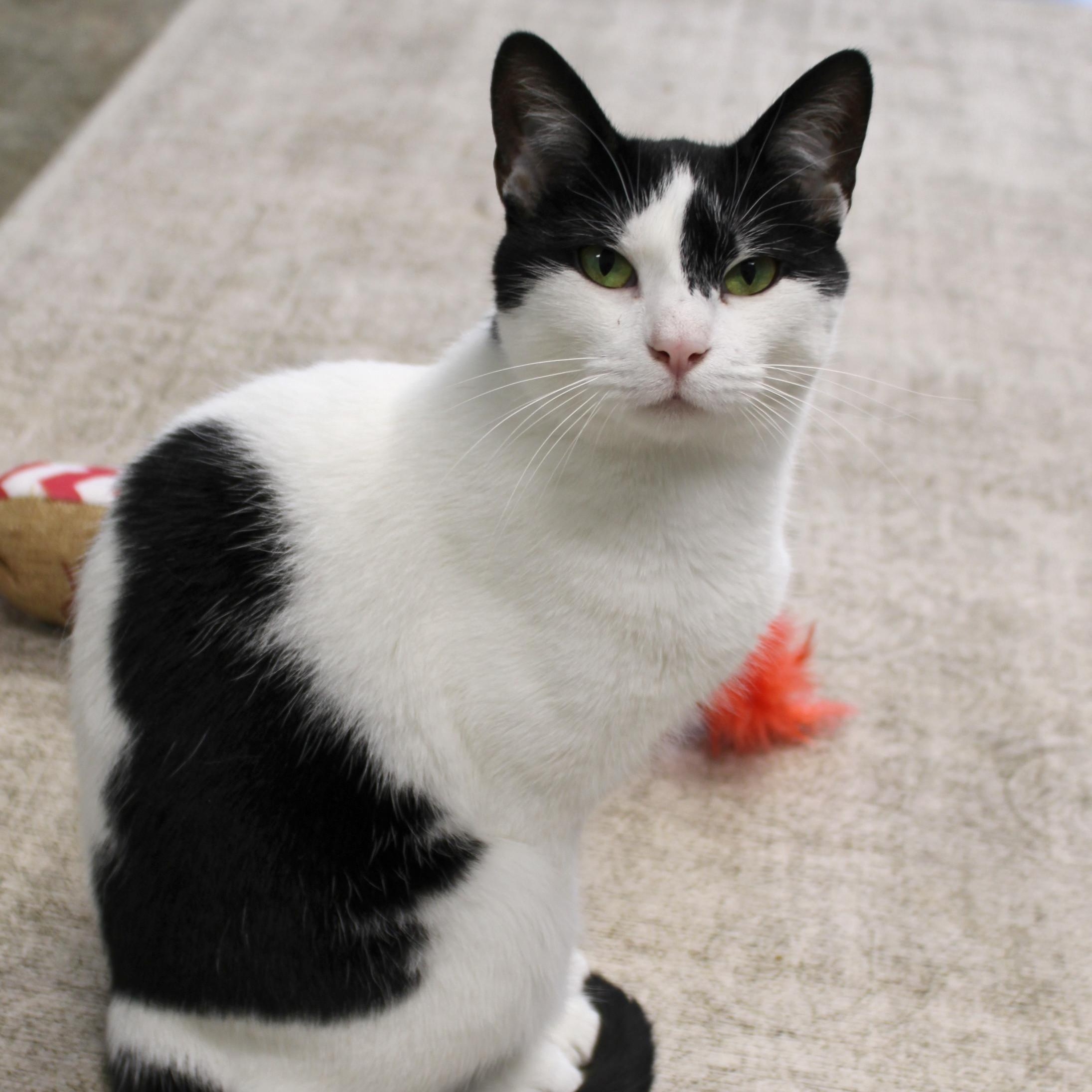 Maddie, a Adoptable Domestic Short Hair in Urbana, OH image 1/6