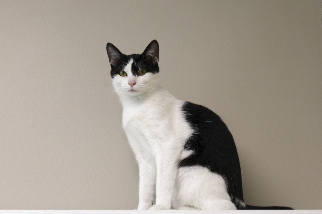 Maddie, a Adoptable Domestic Short Hair in Urbana, OH image 5/6