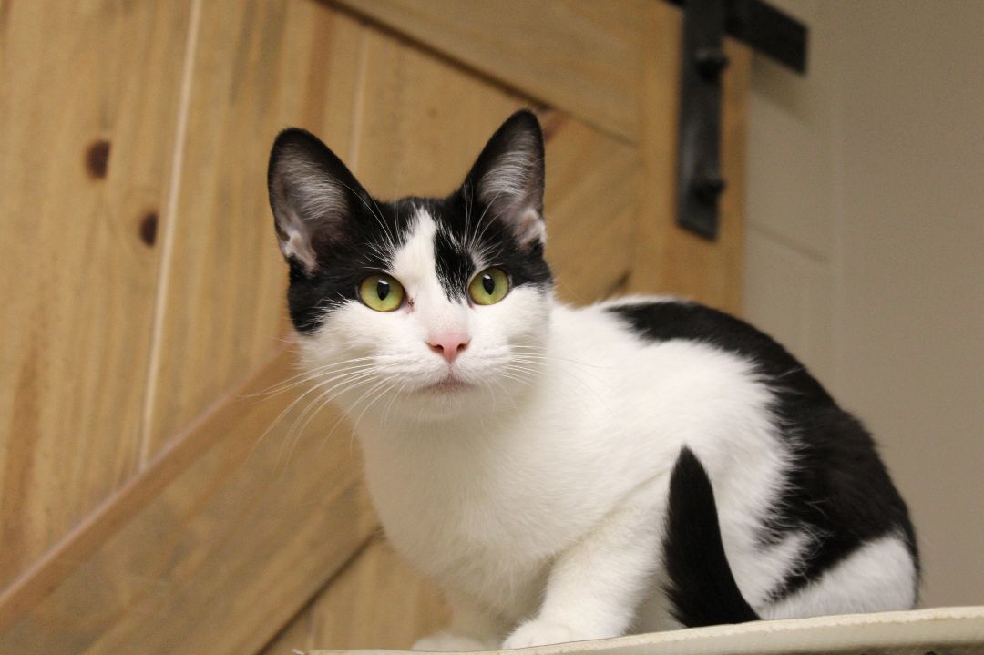 Maddie, a Adoptable Domestic Short Hair in Urbana, OH image 6/6