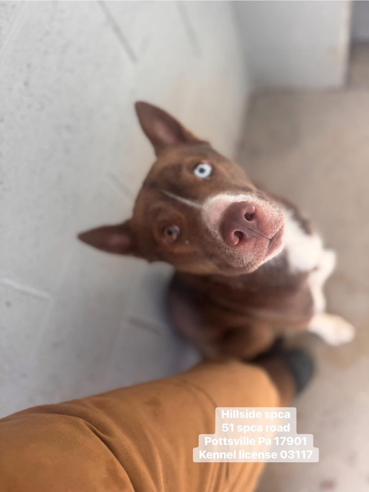 Enlarge Artie, an adopted Husky in Pottsville, PA image 2/2