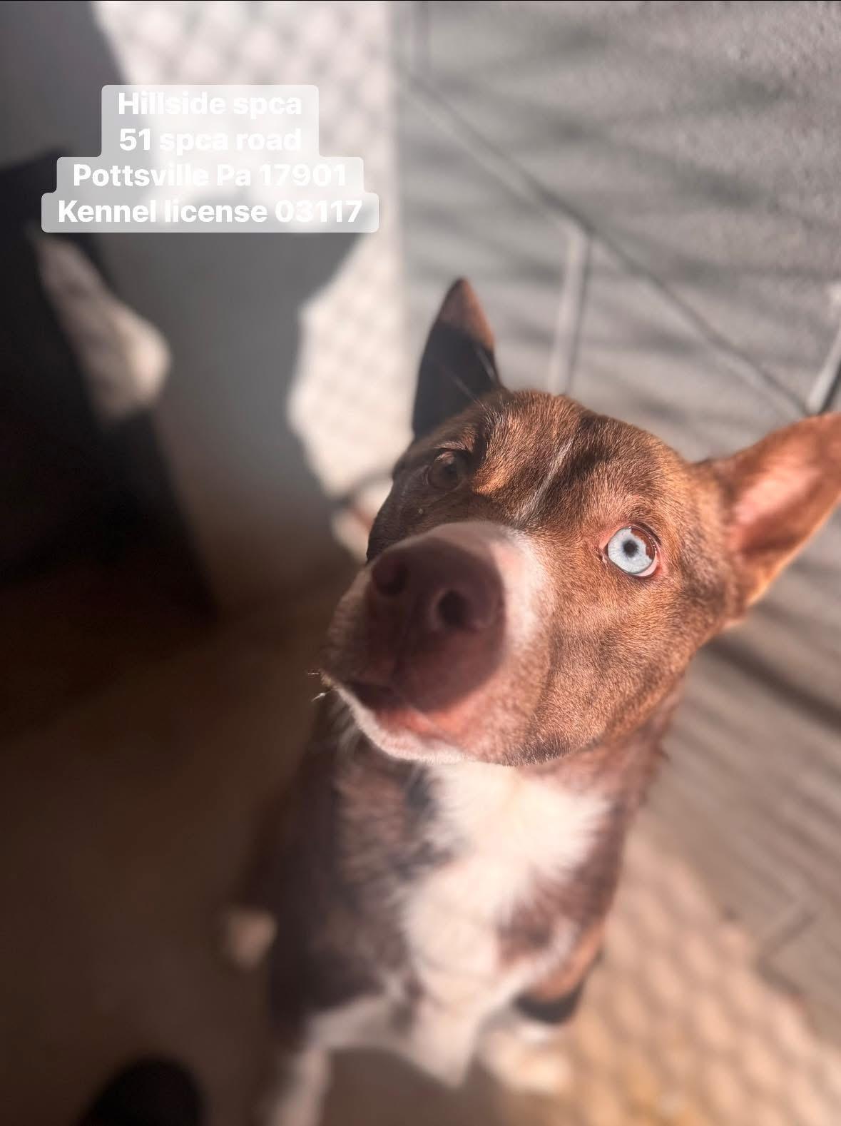 Artie, adopted, Young Male Husky.