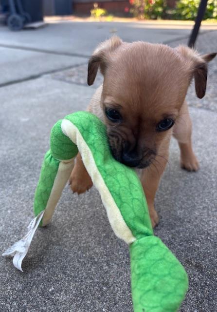 Enlarge Belle (Spelling "B" litter), a ADOPTABLE mixed breed in Redwood City, CA image 4/6