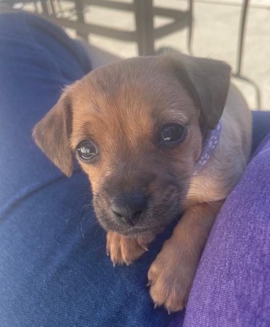 Enlarge Belle (Spelling "B" litter), a ADOPTABLE mixed breed in Redwood City, CA image 3/6