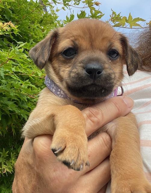 Enlarge Belle (Spelling "B" litter), a ADOPTABLE mixed breed in Redwood City, CA image 1/6