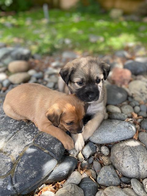 Enlarge Belle (Spelling "B" litter), a ADOPTABLE mixed breed in Redwood City, CA image 6/6