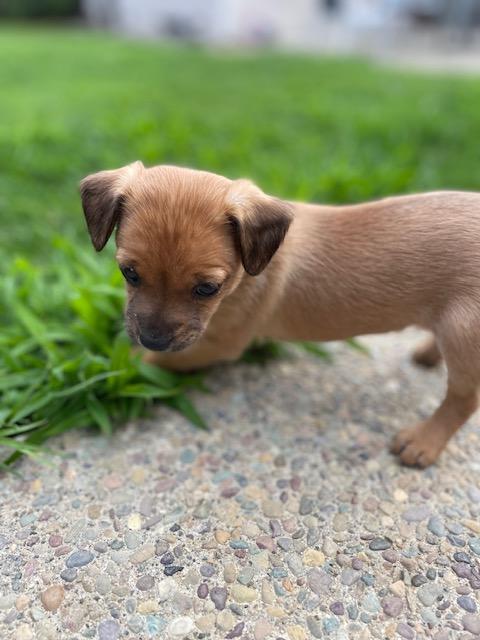 Enlarge Belle (Spelling "B" litter), a ADOPTABLE mixed breed in Redwood City, CA image 5/6