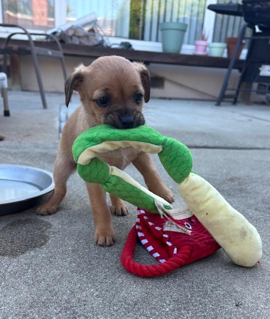 Enlarge Belle (Spelling "B" litter), a ADOPTABLE mixed breed in Redwood City, CA image 2/6