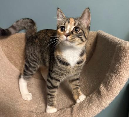 Enlarge Peggy, a Adoptable Domestic Short Hair in Andover, MN image 4/6