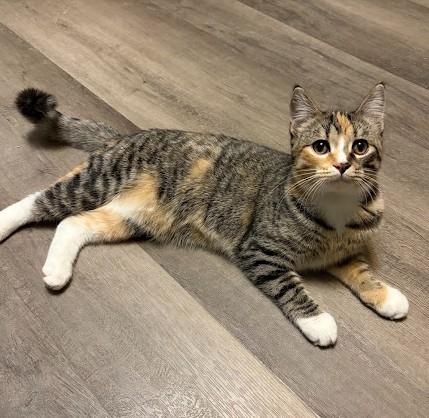 Enlarge Peggy, a Adoptable Domestic Short Hair in Andover, MN image 2/6