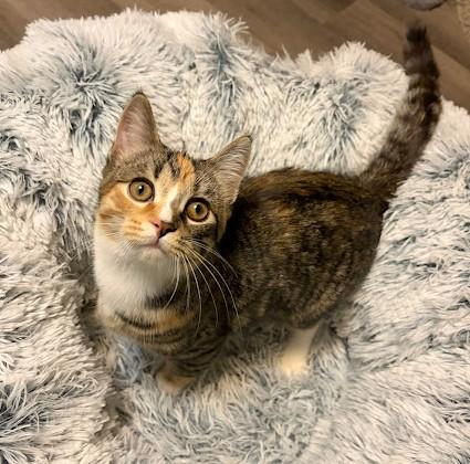 Enlarge Peggy, a Adoptable Domestic Short Hair in Andover, MN image 5/6