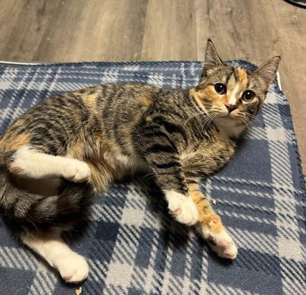 Enlarge Peggy, a Adoptable Domestic Short Hair in Andover, MN image 3/6