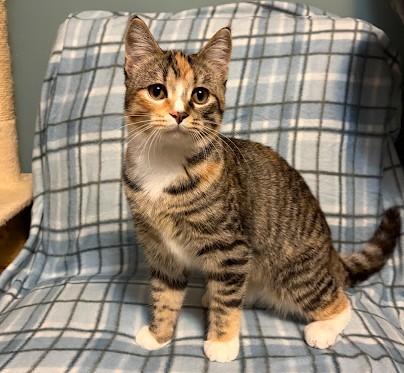 Enlarge Peggy, a Adoptable Domestic Short Hair in Andover, MN image 1/6