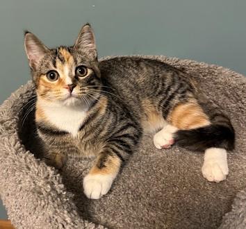 Enlarge Peggy, a Adoptable Domestic Short Hair in Andover, MN image 6/6