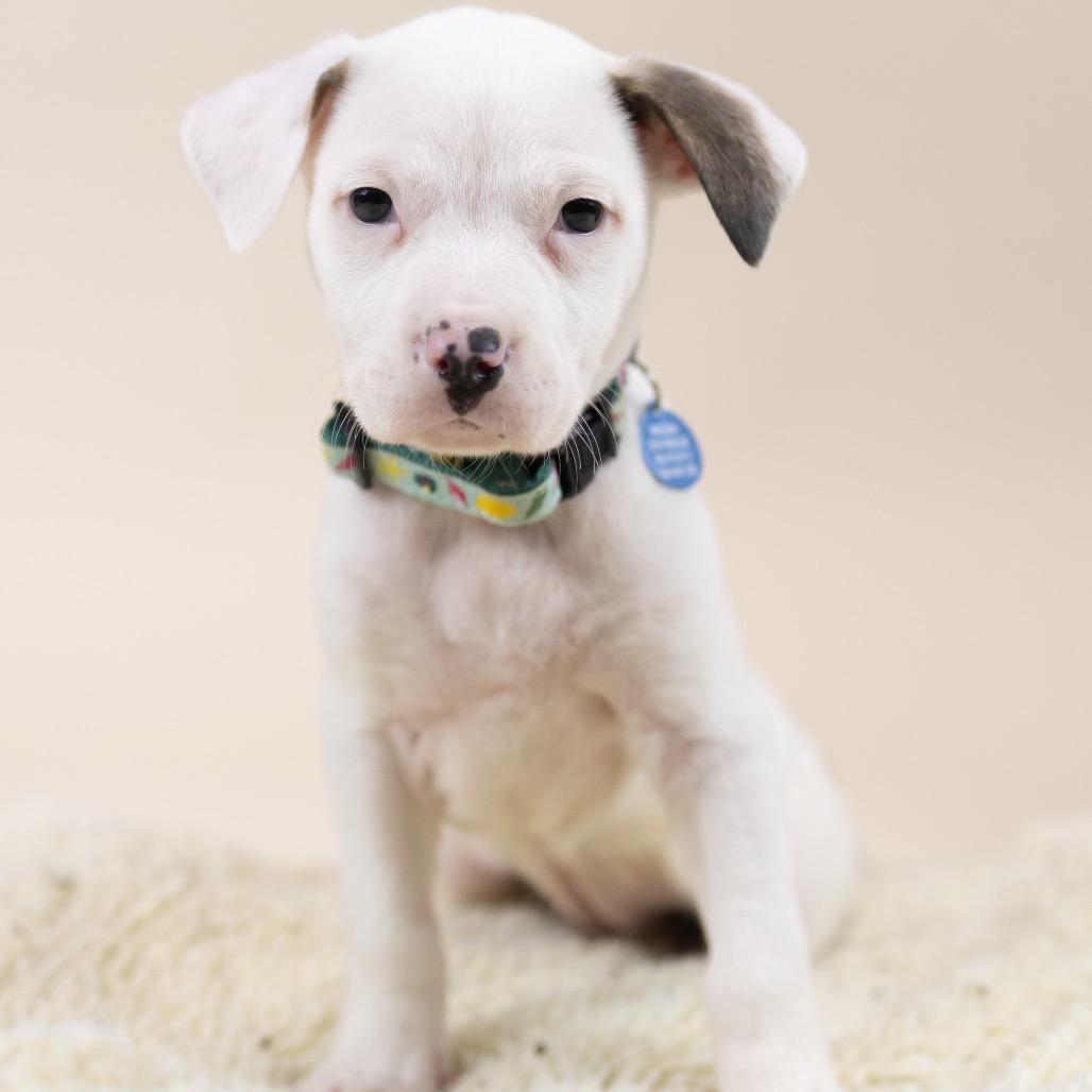 Enlarge Nona, a Adoptable Cattle Dog in Portland, OR image 1/1