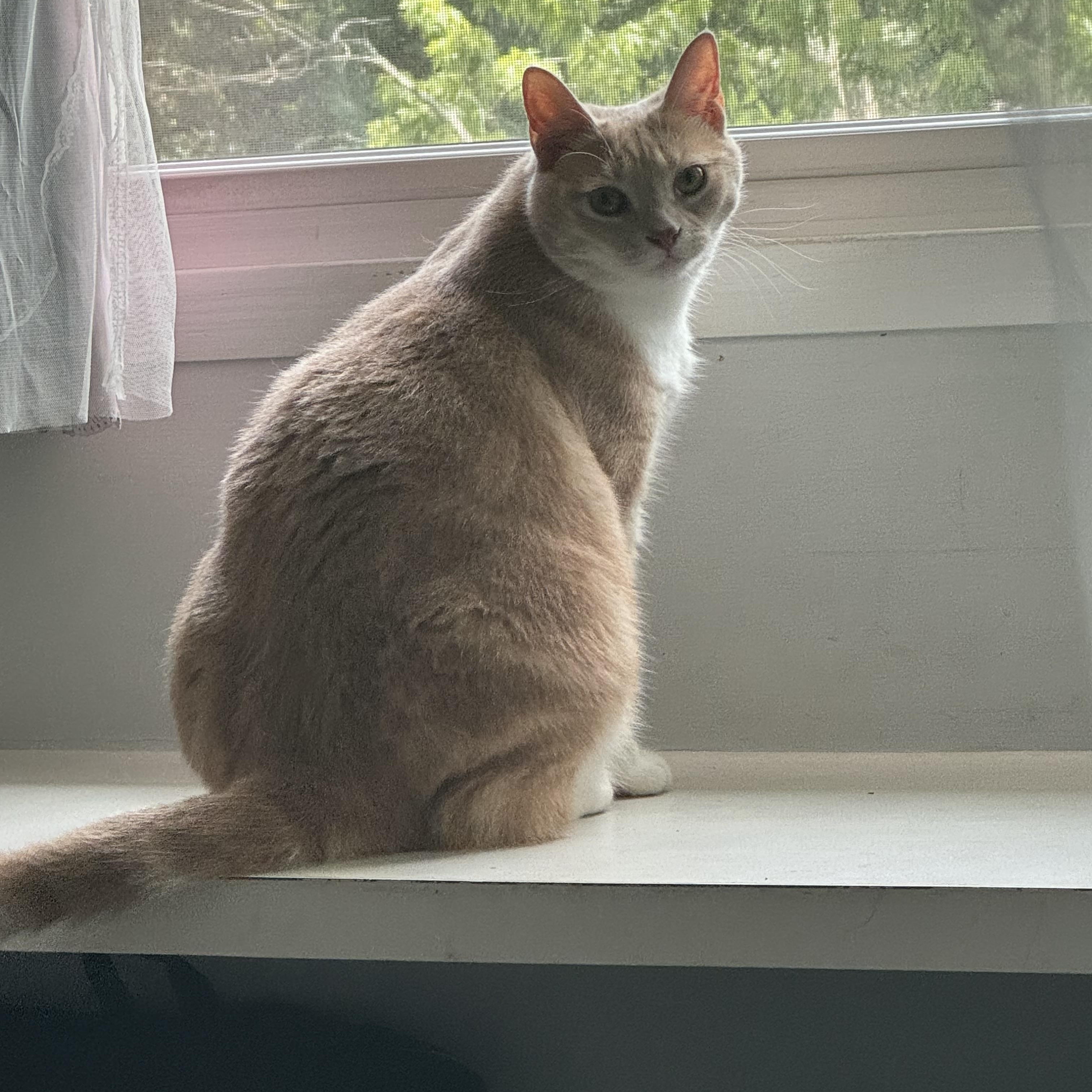 Enlarge Minx & Kiwi, a Adoptable Domestic Short Hair in Richmond, VA image 2/3