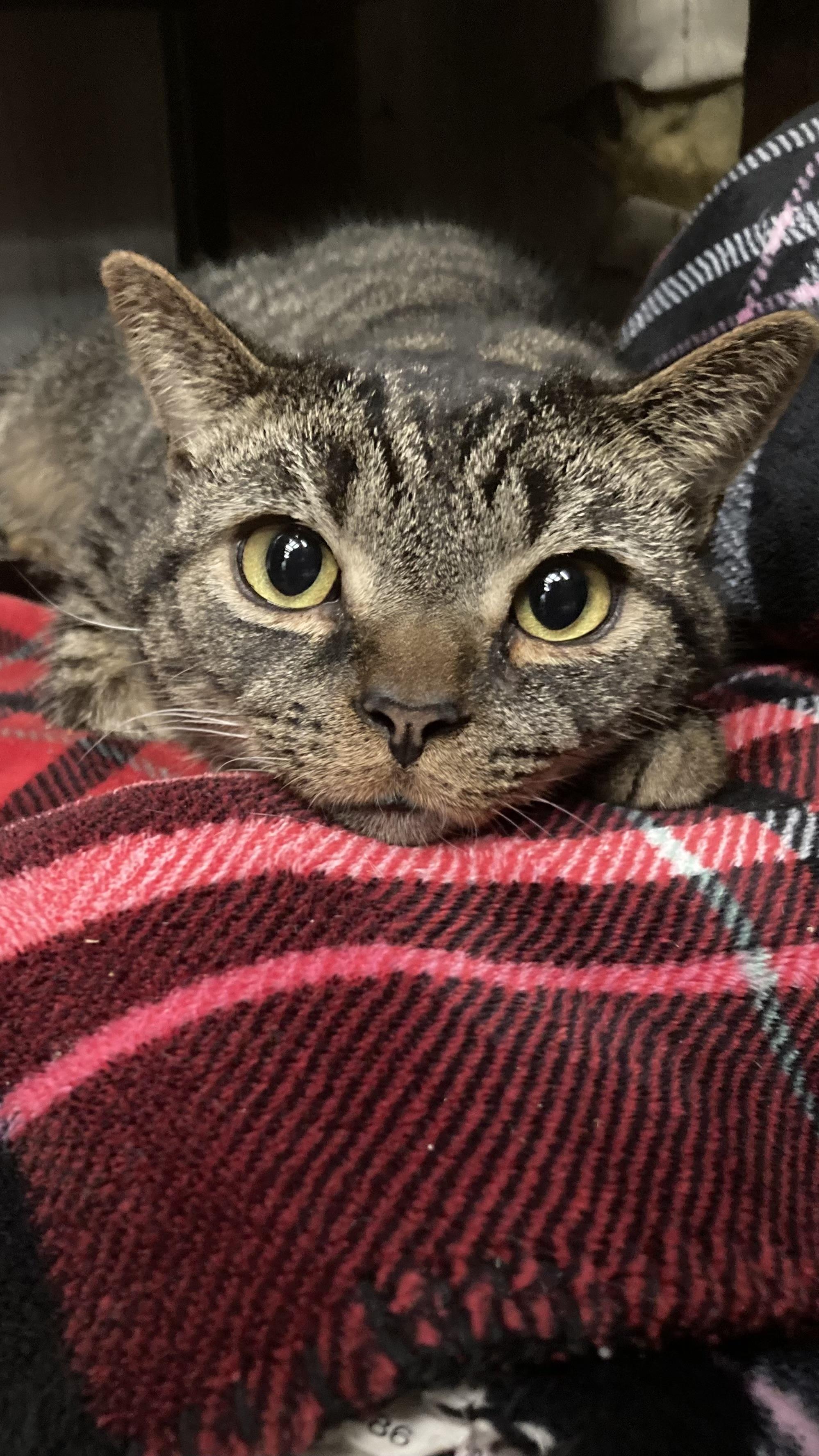 Enlarge Minx & Kiwi, a Adoptable Domestic Short Hair in Richmond, VA image 3/3