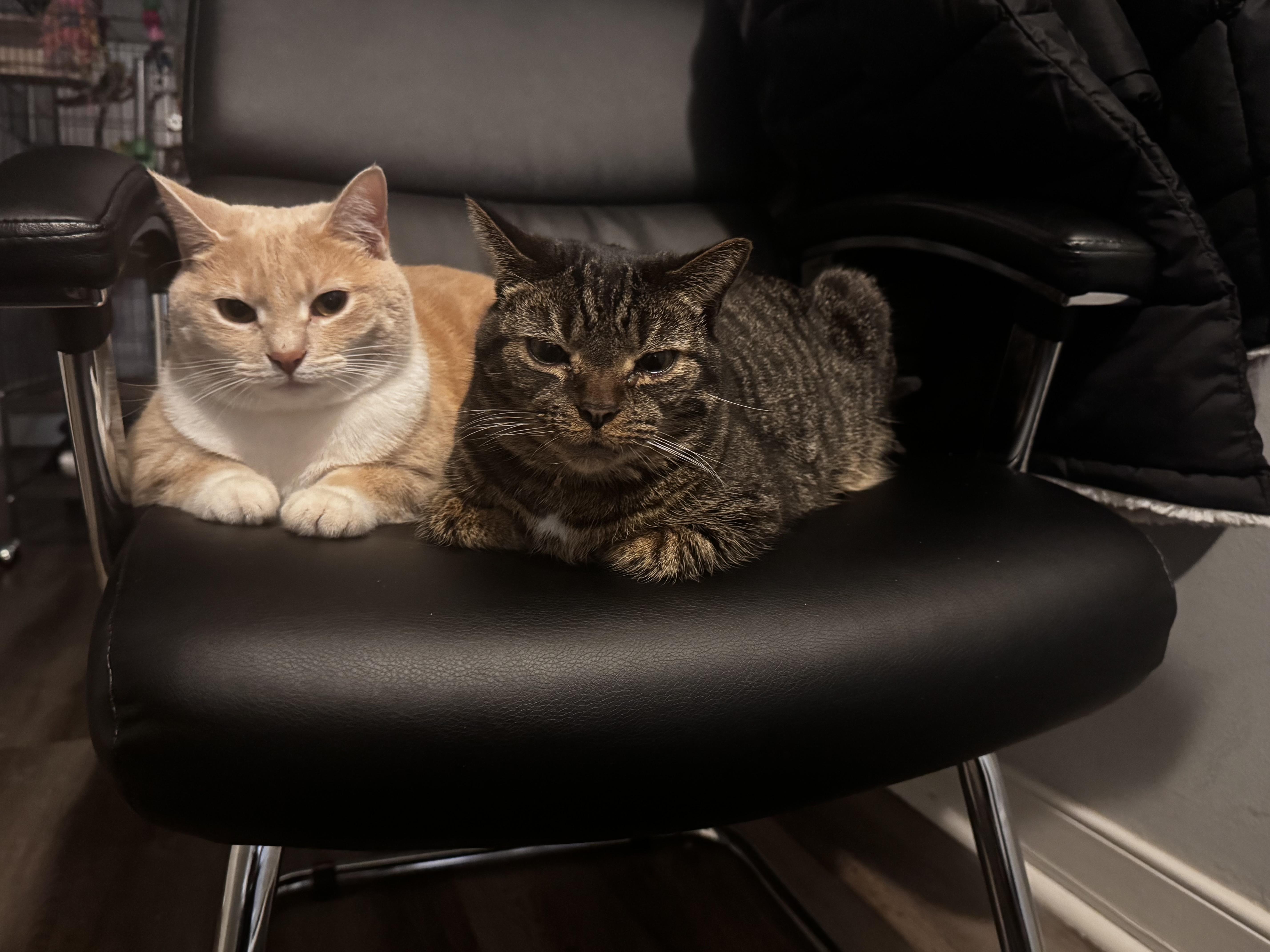 Minx & Kiwi, Adoptable, Adult Female Domestic Short Hair.