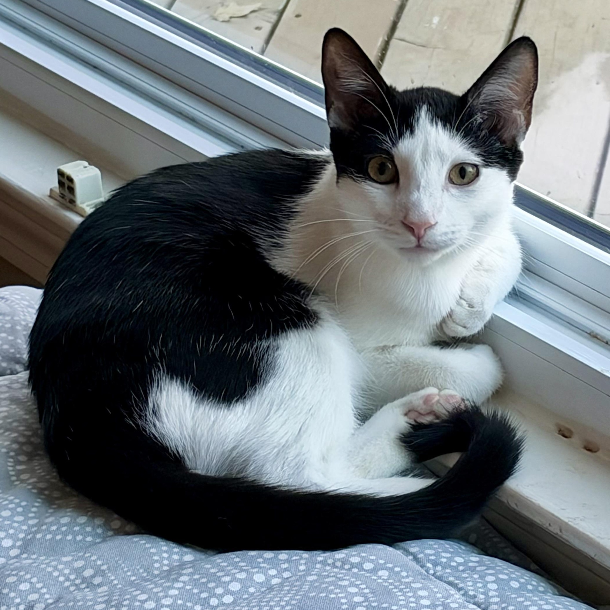 Enlarge Kalea, a Adoptable Domestic Short Hair in Memphis, TN image 1/6