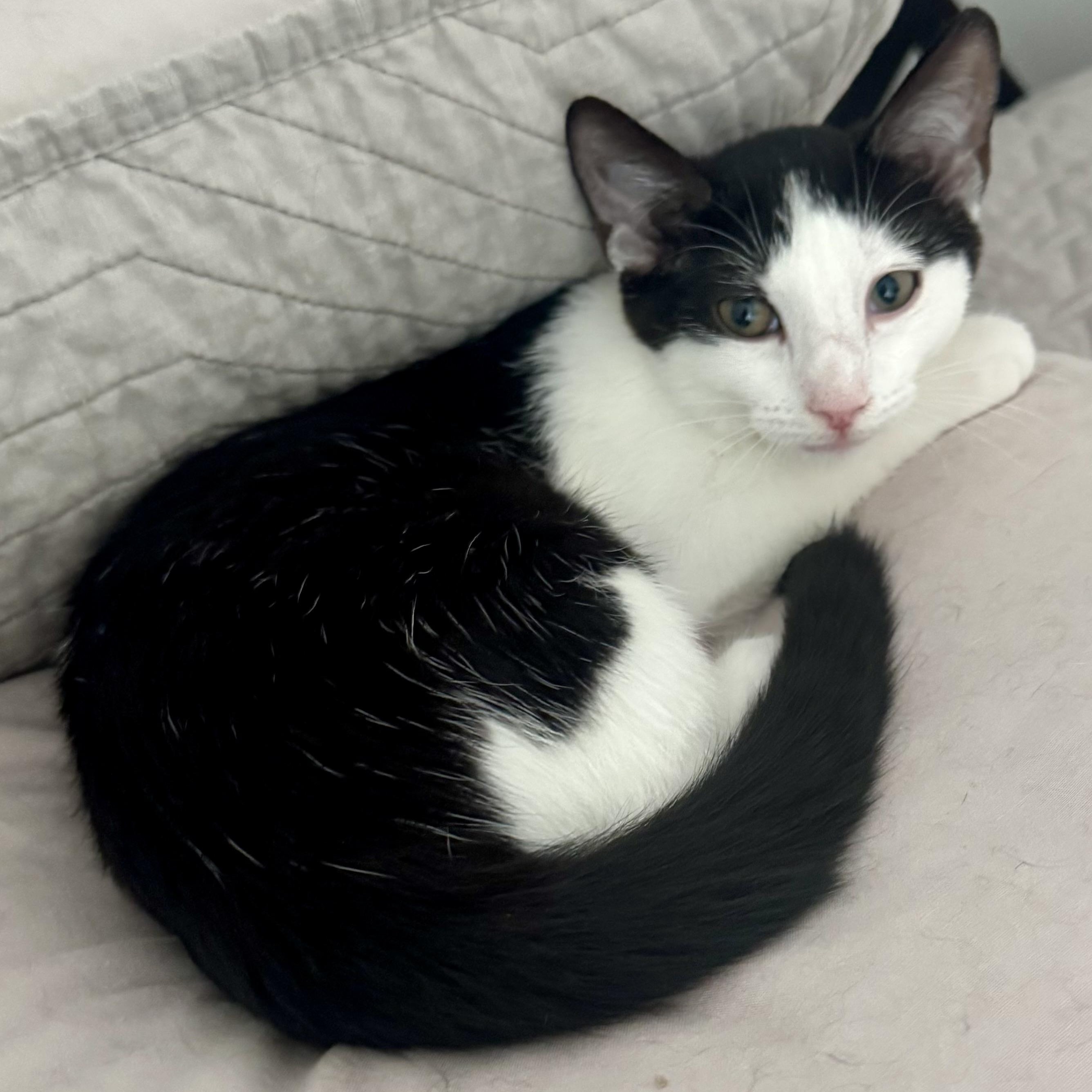 Kalea, a ADOPTABLE Domestic Short Hair in Memphis, TN image 2/6